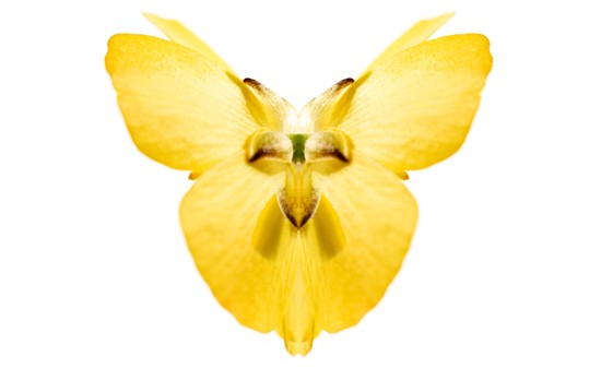 bouton d or.jpg