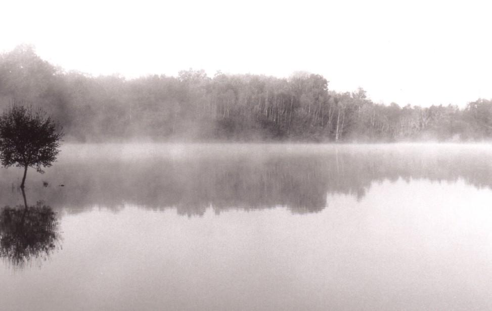 Etang arbre brume.jpg