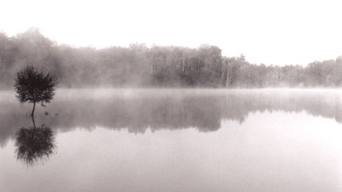 Etang arbre brume.jpg