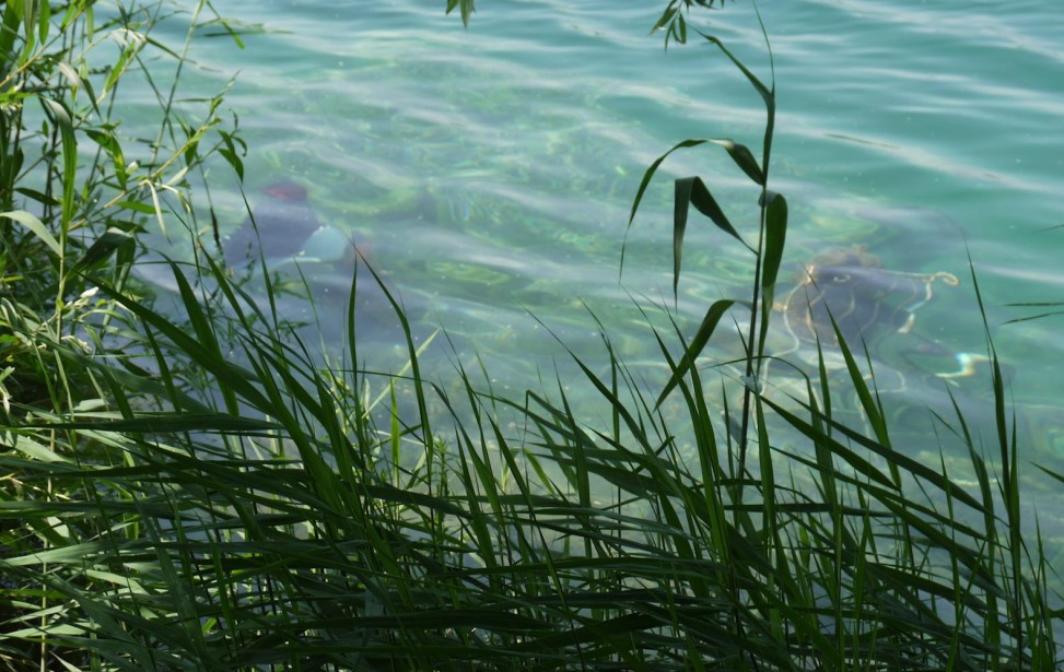 le décor sous l'eau, ça y est !.jpg