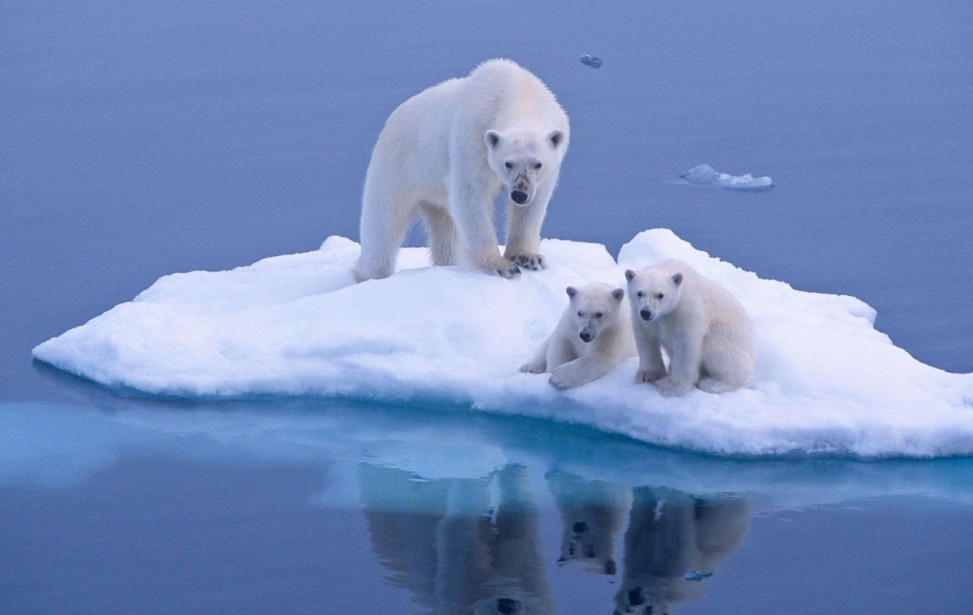 Les-ours-polaires.jpg