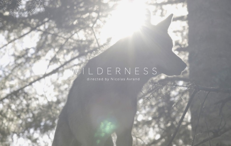 Wilderness - wolf light2.jpg