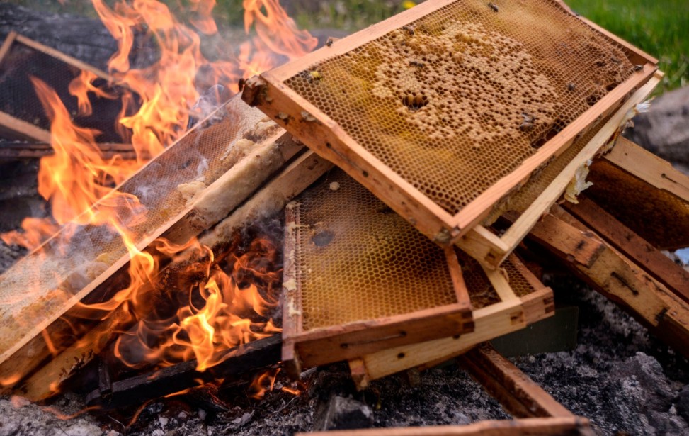 bees burn.jpg