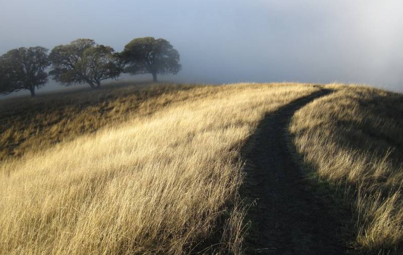 champ_herbes_seches_chemin_fond_brouillard_lumiere_vive_premier_plan_lever_du_jour_resize.jpg