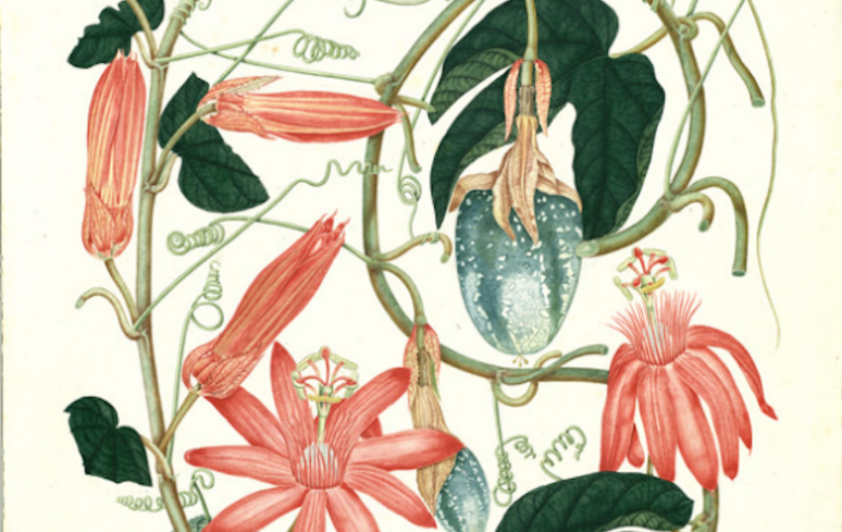 MUTIS J.C. - Herbario FLORA (realizado en Colombia 1783-1816) 13.png