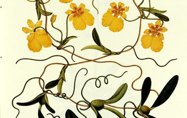 MUTIS J.C. - Herbario FLORA (realizado en Colombia 1783-1816) 11.png