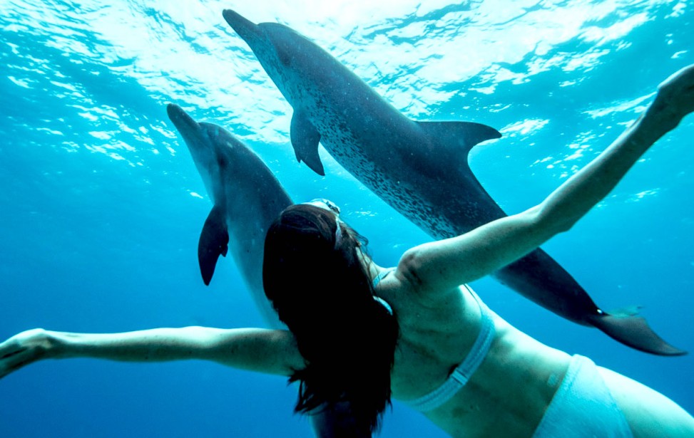 Dauphins libres et Salomé copie.jpg