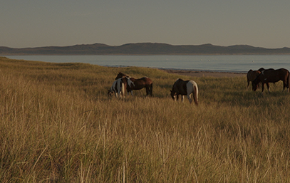 paysage chevaux.png