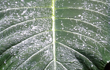 feuilles géantes tropicales (2).png