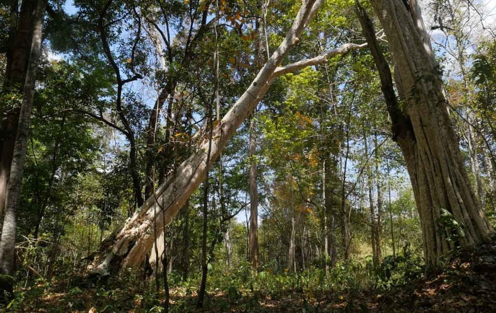 AML_samnang sacred forest.jpg