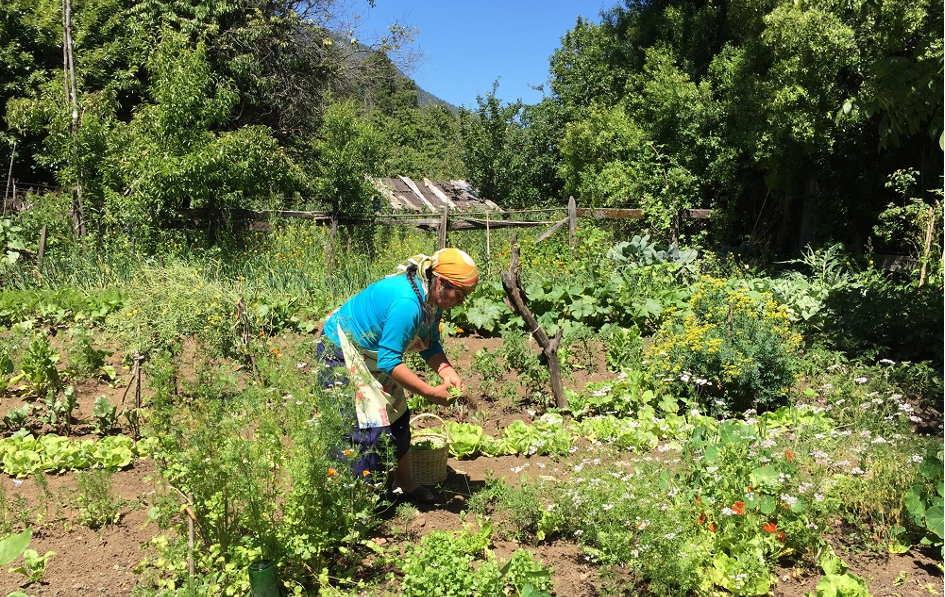 Membre anamuri dans son jardin.png