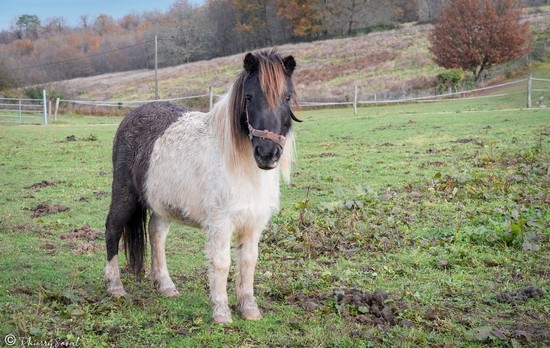 Isemérie-Fred-Chevaux 7 slider.jpg
