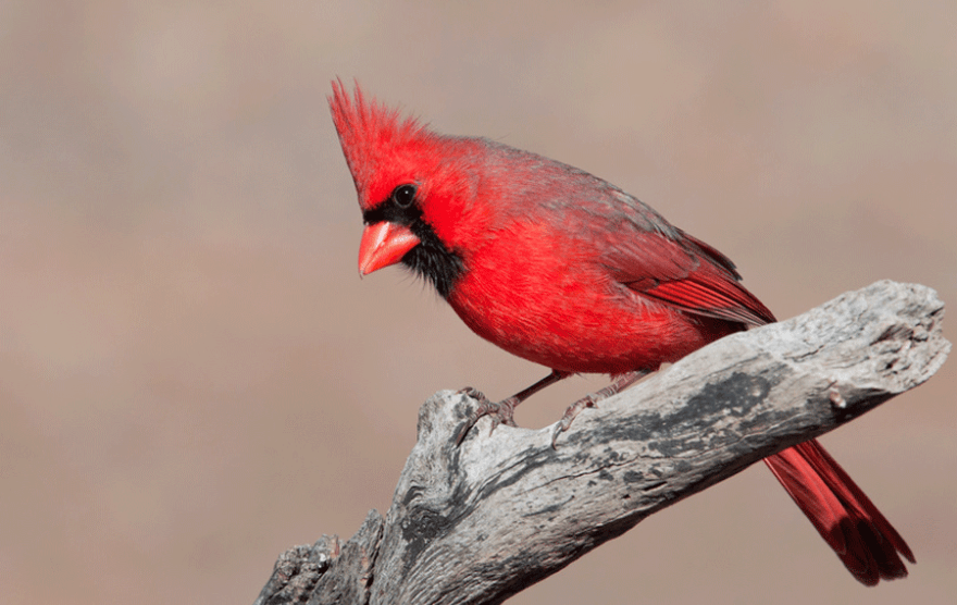 oiseau-rouge-880x587.png