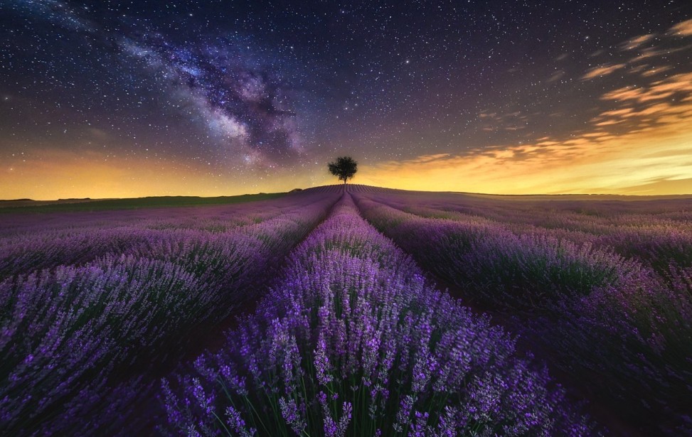 photography_landscape_nature_lavender_field_flowers_starry_night_milky_way-52563.jpg!d.jpg