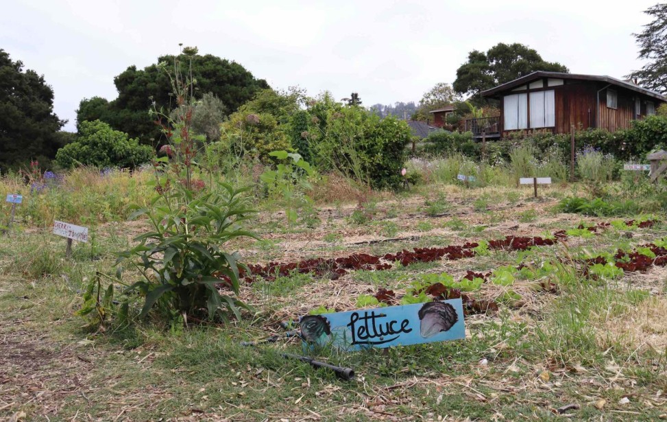 jardin esy lettuce panneau.jpg