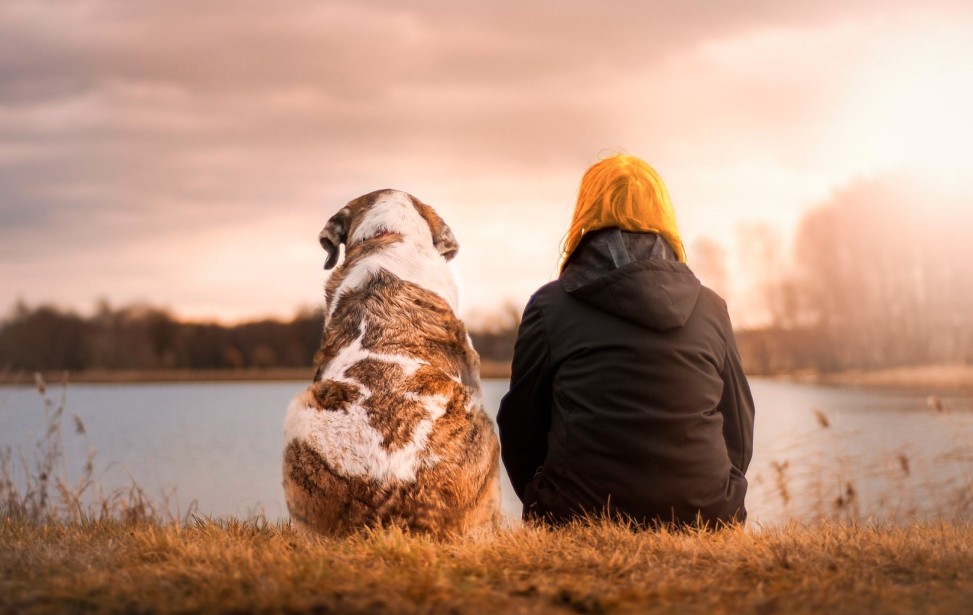 chien blonde.jpg