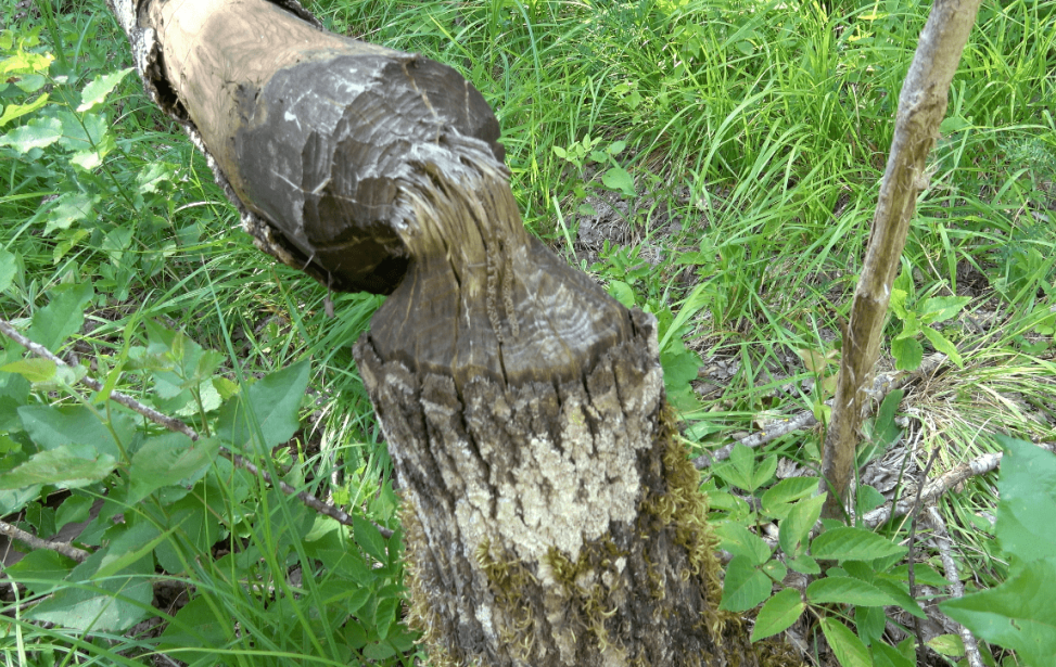 arbre rongé par les castors-min.png