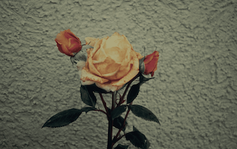 capture d’écran 2025-10-02 à 15.00.06.png