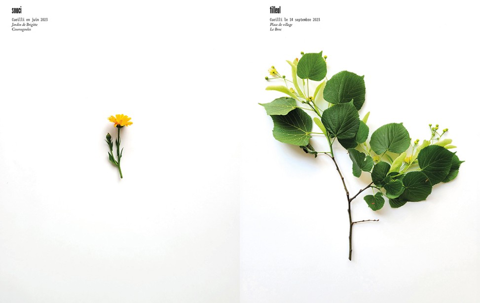 page-livre-famille-de-jardin-herbier-02.jpg