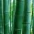 tige de bambou.jpg