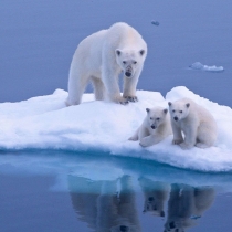 Les-ours-polaires.jpg