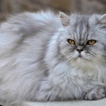 chat-persan-tout-savoir-caractere-entretien-prix2.jpg