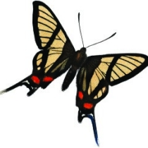 thumbnail_papillon01.jpg